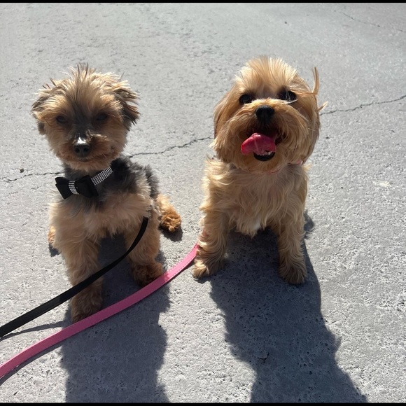 Meet your Posher, Rosie - Picture 2 of 2